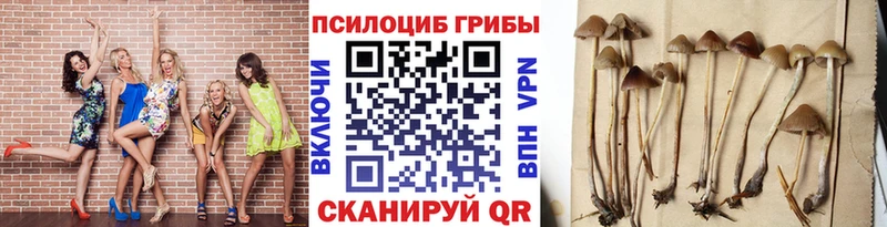 наркотики  Порхов  Псилоцибиновые грибы Magic Shrooms 